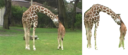 giraffe video